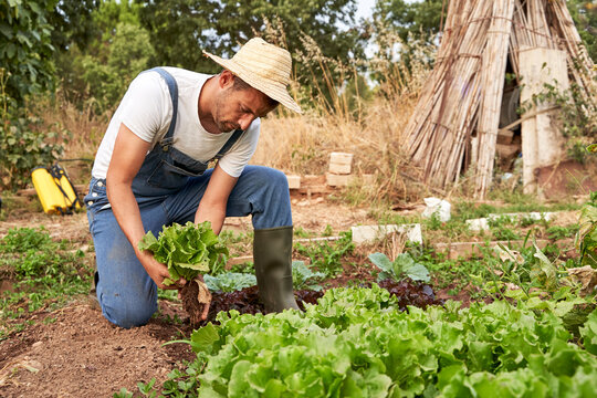 Farmer harvesting fresh lettuce while working at agricultural field