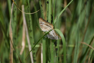 Butterflies mating in grass at the swamp