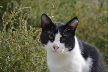 black and white cat