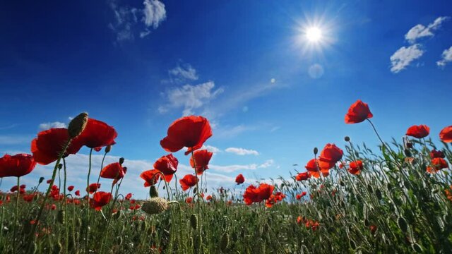 Red poppies and sun in blue sky. Summer poppy field, 4k