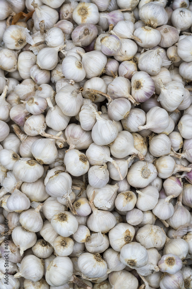 Wall mural The heads and prongs of garlic lie on the store counter and form a textured surface.