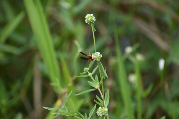 wasp on a blade of grass
