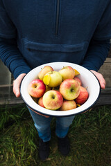 Farmer holding fresh apples in a bowl in a garden. Harvest, agriculture and gardening, organic natural food. Vertical
