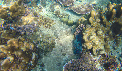Naklejka na ściany i meble Underwater view of corals in shallow water reef under visible sunlight. Selective focus points. Blurred background
