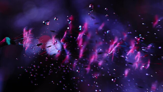 Dandelion blowing away with seeds in beautiful neon light
