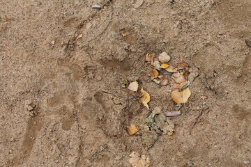 dry leaves on the sand