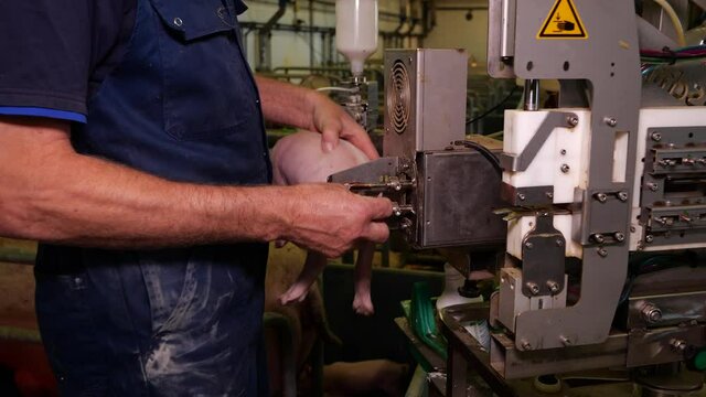 Burning or cutting tail of piglets in pigsty