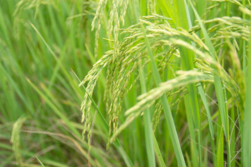 Rice in the field waiting for harvest Thailand