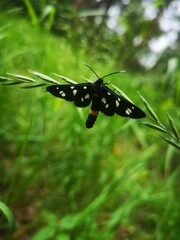 ant on a leaf
