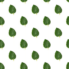 Lots of green mint leaves on a white background. Mint Leaf Pattern