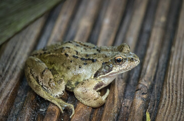 Close up of a common frog on wooden decking