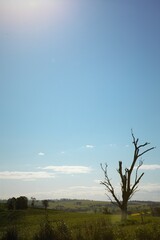 Lone Tree, New South Wales, Australia