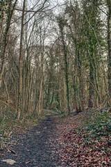 Winter woodland walk in Renishaw, North East Derbyshire