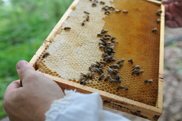 imker beim honig schleudern bienen wespen biennehaus bienenstock waabe wabe imkern bau