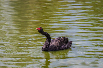 black swan on the water