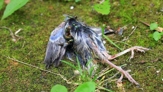 un oiseau mort sur le sol avec des mouches