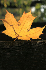 A single maple leaf with cheerful expression facial (painted smile) is peeping out from behind a tree in old city park. Colors of the fall city and golden autumn time. Vertical