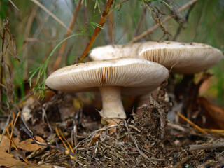 An autumn Mashroom season and picking. Young poisonous mushrooms. White Fly-agaric (Amanita) macro, close-up. Fabulous (Fairy) world of wildlife
