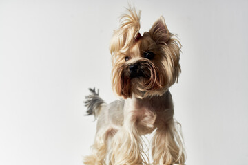 a small dog hairstyle for animals Studio