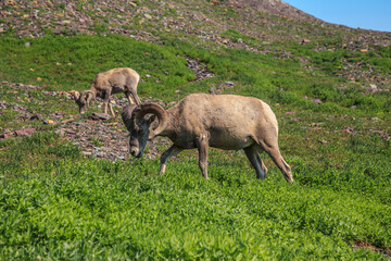 Bighorn Sheep in the Mountains at Logan Pass and the Hidden Lake Trail, Glacier National Park. Montana - obrazy, fototapety, plakaty
