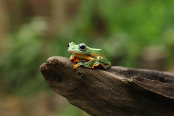 A flying frog (also called a gliding frog) is a frog that has the ability to achieve gliding flight. 