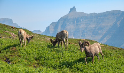 Obraz premium Bighorn Sheep in the Mountains at Logan Pass and the Hidden Lake Trail, Glacier National Park. Montana