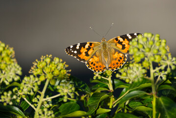 Painted Lady (Vanessa Cardui) Butterfly perched on ivy hedge (hedera helix) in Zurich, Switzerland