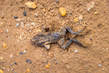 Dead dried out animal on the ground