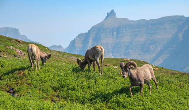 Bighorn Sheep in the Mountains at Logan Pass and the Hidden Lake Trail, Glacier National Park. Montana