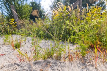 Invasive ragweed releasing highly allergic pollen into the air