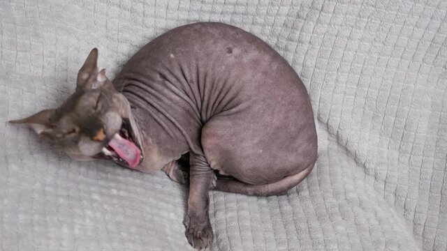 a blue-gray cat of the sphync breed, lies on a gray blanket and yawns. view from above