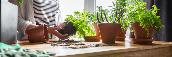 Garden,gardening home. Girl replanting green pasture in home garden.agriculture,indoor garden,room with plants banner Potted green plants at home, home jungle,Garden room gardening, Plant room,