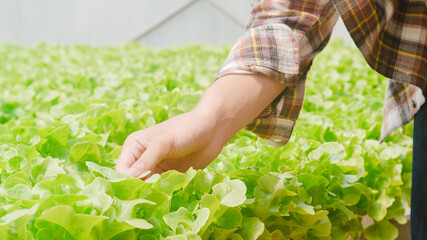Cheerful young attractive Asia guy farmer checking research quality of green oak from hydroponics...