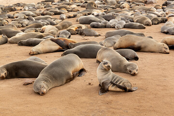 Manada de focas en la playa de Cappe Cross, Namibia.	