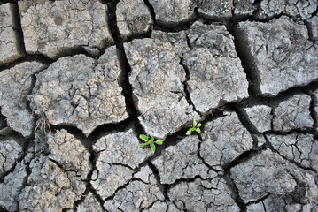 Dry gray cracked ground, with small plants, first green leaves growing through, natural background, top view