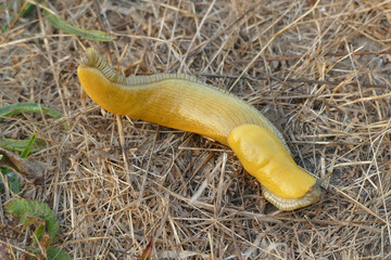Bright yellow banana slug on ground (Ariolimax dolichophallus) found in California, United States - Powered by Adobe