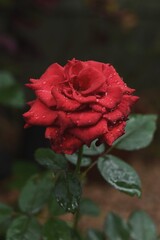 red rose with water drops