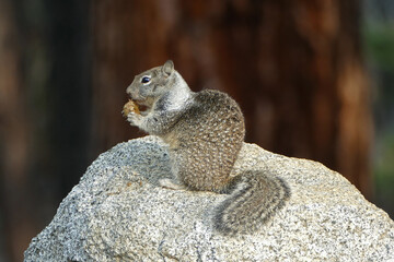 Yosemite squirrel eating nut on rock, California, United States - obrazy, fototapety, plakaty