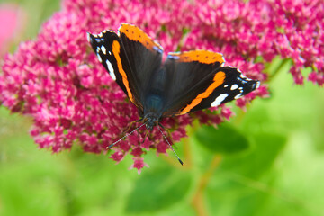 Colorful Red Admiral (Vanessa atalanta) Butterfly sitting on a Flower
