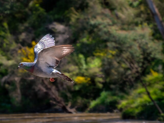 Pigeon At Speed