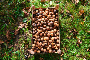 Harvested Walnuts in a crate lying in the grass
