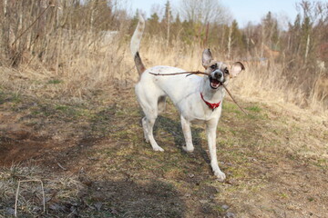 white dog running