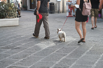 cane guinzaglio citt&agrave; 