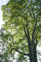 Big and old oak tree in Palatinate forest in South Germany
