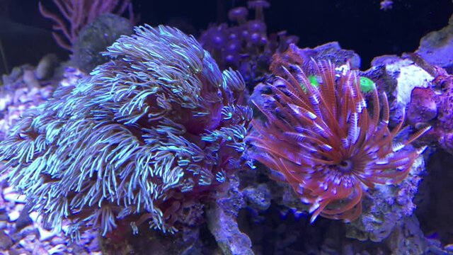 R&ouml;hrenwurm in einem Aquarium.