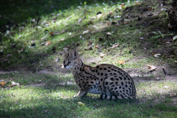 Serval sneaks through the forest