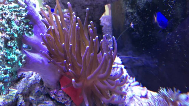 Eine Anemone in einem Aquarium.