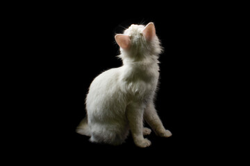 Cute white cat