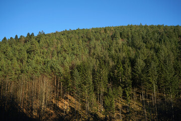 Fototapeta premium Thick coniferous forest in the Palatinate Forest