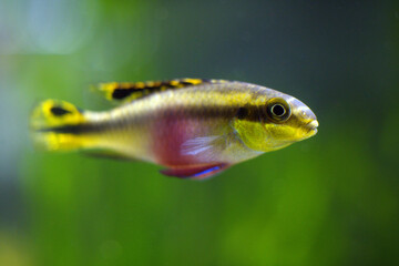 Beautiful aquarium fish close-up. Tropical fish.